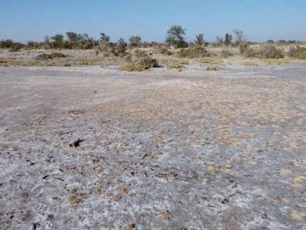 Parche de nidos de abeja Canephorula 4