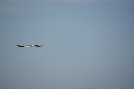 Reserva Natural Municipal Lagunas del Desaguadero. ImpaCT.AR - Desafío Nº 40