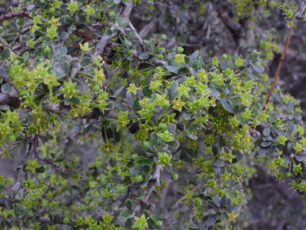 Condalia microphylla 2