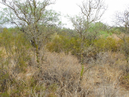 Geoffroea decorticans