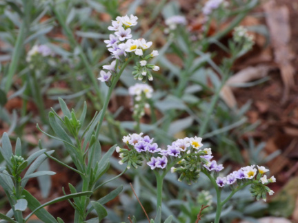 Heliotropium curassavicum 1
