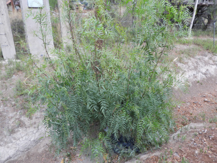 Schinus areira 3