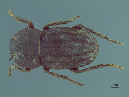 Platesthes neuquensis CTEI 1691