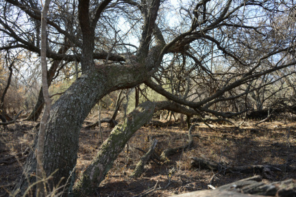 Bosque de la Galería del Tunuyán