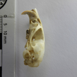 Mastozoología