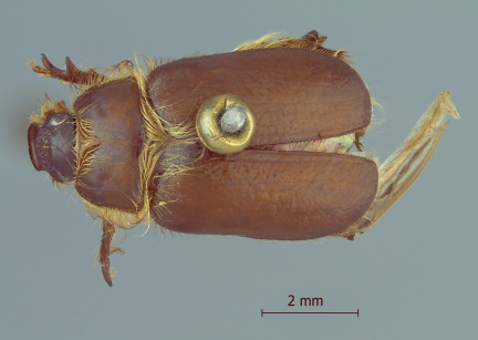 Neogutierrezia payuniensis CEIT 1239