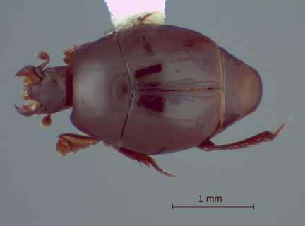 Paraeuspilotus monte CEIT 1409