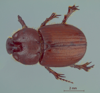 Parallidiostoma tricornis CEIT 1228