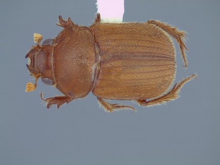 Parochodaeus pudu CEIT 1065