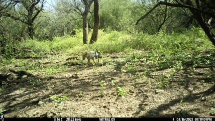 Zorro gris