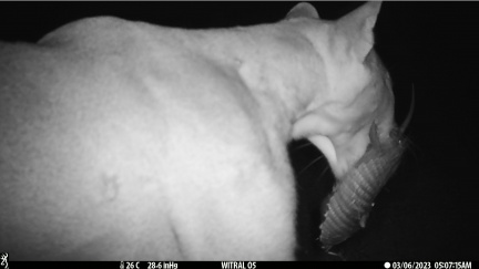Puma comiendo su presa (peludo)