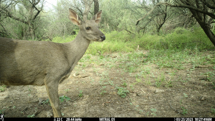 Corzuela parda (hembra)