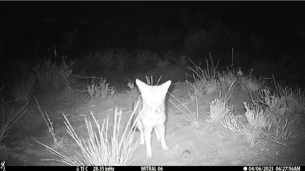 Zorro gris con su presa a punto de escapar