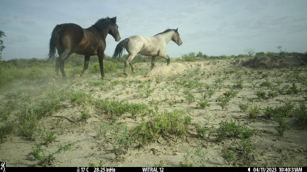 Caballos 