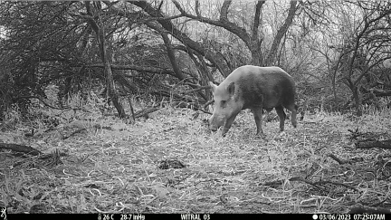 Chancho jabalí