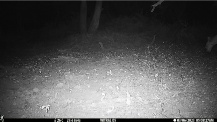 Puma comiendo su presa (peludo)