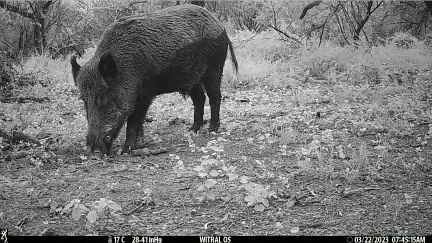 Chancho jabalí