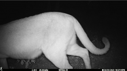 Puma