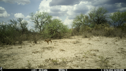 Cría de maras corriendo