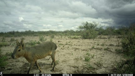 Mara 