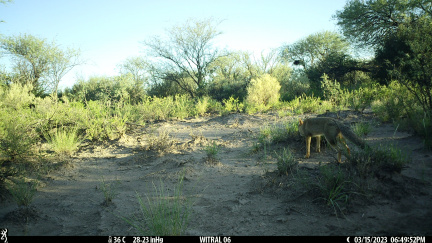 Zorro gris en busca de una presa