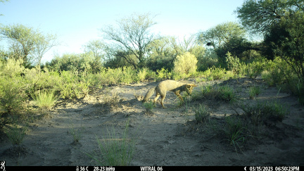 Zorro gris en busca de una presa