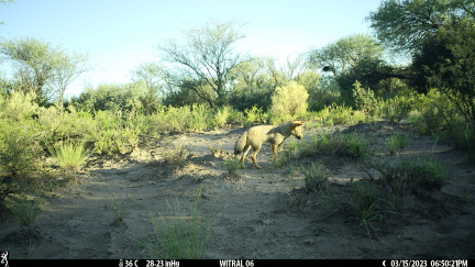 Zorro gris en busca de una presa