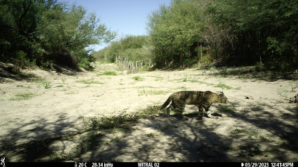 Gato montés