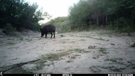 Chancho jabalí