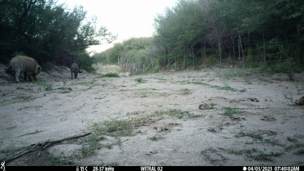 Chanchos jabalí
