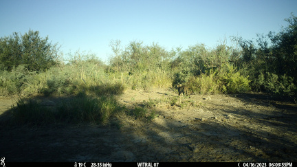 Gato montés con su presa (cuis)