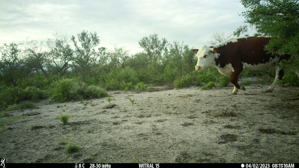 Vaca