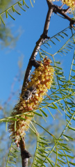 abeja canephorula sobre flores de algarrobo dulce
