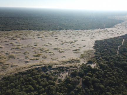 Junquillo sobre el cauce del Río Tunuyán