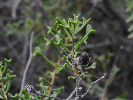 Cortesia cuneifolia 3
