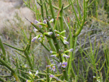 Monttea aphylla 3