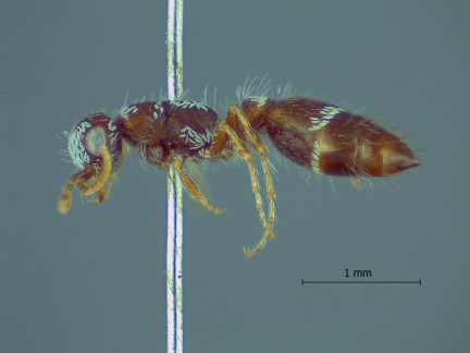 Prototilla striata CTEI 1594