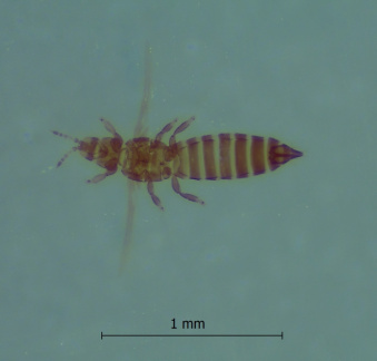 Frankliniella inesae CEIT 1516