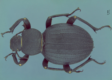 Emmallodera rugosa CTEI 1925