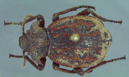 Entomoderes zupay CEIT 838