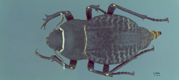 Nyctelia setipennis CTEI 1732