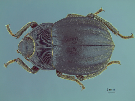 Psectrascelis tromensis CTEI 1971
