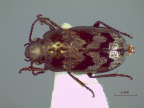 Systolosomini