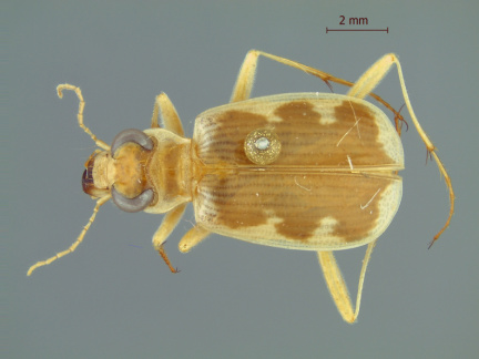 Cicindis horni