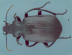 Carabini