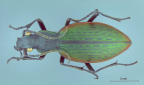 Ceroglossini