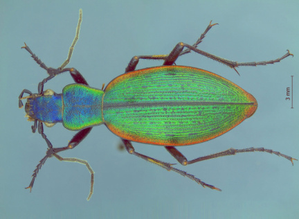 Ceroglossus buqueti