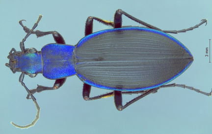 Ceroglossus darwini
