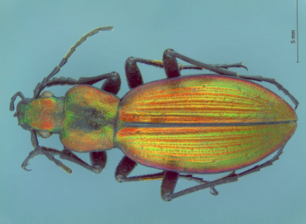 Ceroglossus gloriosus