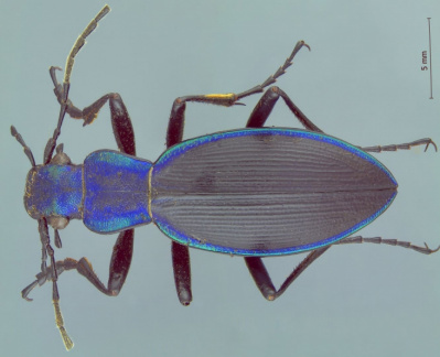 Ceroglossus solieri